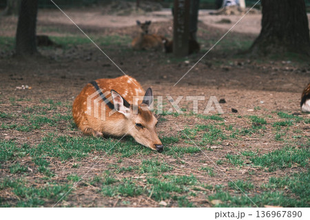 [奈良公園]可愛らしい鹿がのびのびと暮らす街 136967890