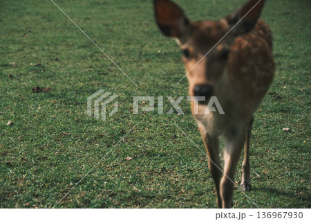 [奈良公園]可愛らしい鹿がのびのびと暮らす街 136967930