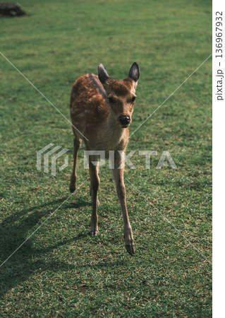 [奈良公園]可愛らしい鹿がのびのびと暮らす街 136967932