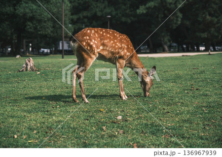 [奈良公園]可愛らしい鹿がのびのびと暮らす街 136967939