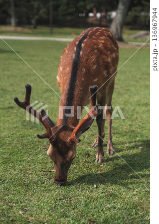[奈良公園]可愛らしい鹿がのびのびと暮らす街 136967944