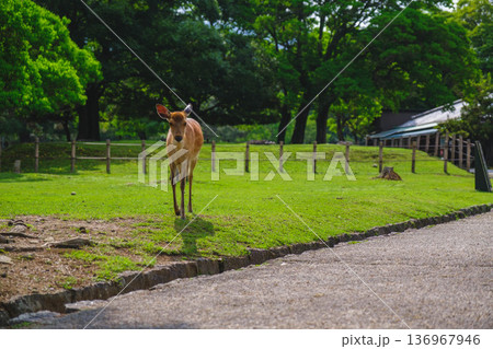 [奈良公園]可愛らしい鹿がのびのびと暮らす街 136967946