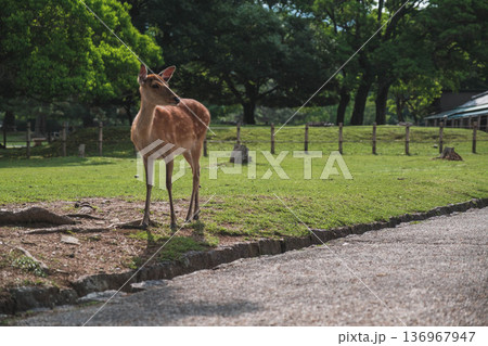[奈良公園]可愛らしい鹿がのびのびと暮らす街 136967947