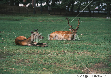 [奈良公園]可愛らしい鹿がのびのびと暮らす街 136967948
