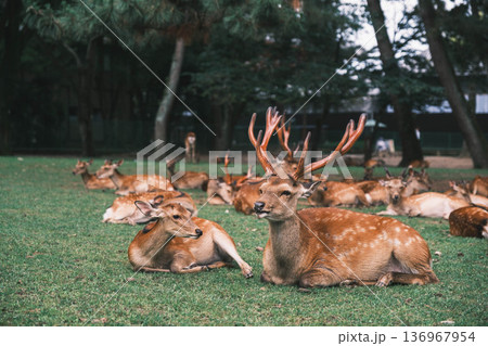 [奈良公園]可愛らしい鹿がのびのびと暮らす街 136967954