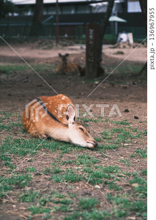 [奈良公園]可愛らしい鹿がのびのびと暮らす街 136967955