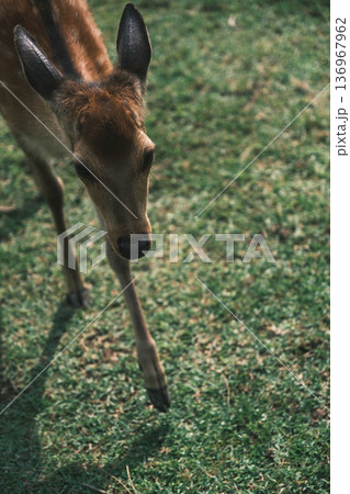 [奈良公園]可愛らしい鹿がのびのびと暮らす街 136967962