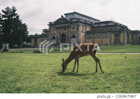 [奈良公園]可愛らしい鹿がのびのびと暮らす街 136967967
