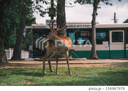 [奈良公園]可愛らしい鹿がのびのびと暮らす街 136967976