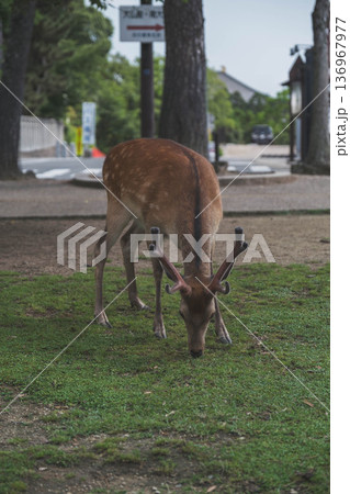 [奈良公園]可愛らしい鹿がのびのびと暮らす街 136967977