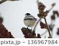 モフモフなアメリカコガラの後ろ姿 136967984