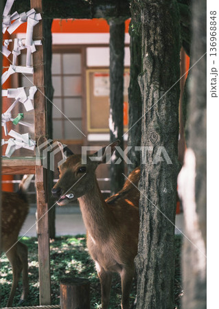[春日大社]奈良を代表する世界遺産の風景 / 可愛らしい鹿の姿 136968848