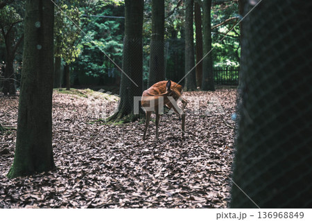 [春日大社]奈良を代表する世界遺産の風景 / 可愛らしい鹿の姿 136968849