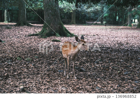 [春日大社]奈良を代表する世界遺産の風景 / 可愛らしい鹿の姿 136968852