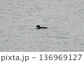 大きなエサを飲み込もうとするWhite-winged Scoter 136969127