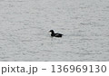 オンタリオ湖で越冬中のWhite-winged Scoter 136969130