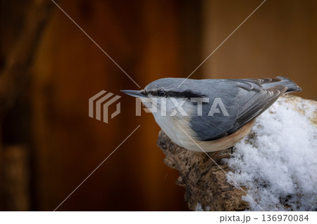 The Nuthatch (Sitta europaea) in a classical position 136970084