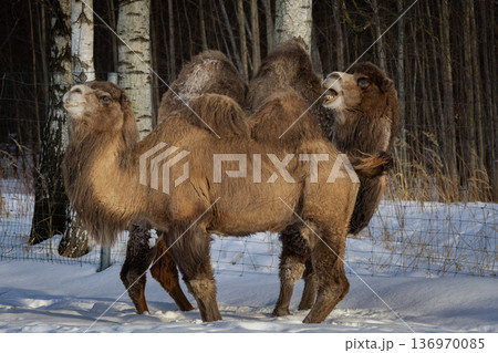 Bactrian camel in the winter. 136970085