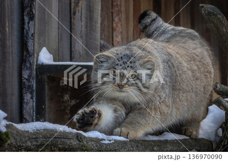 Pallas's cat (Otocolobus manul). Manul is living in the grasslands and montane steppes of Central Asia. 136970090