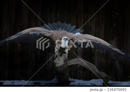 Young bird Griffon vulture, Gyps fulvus Young bird Griffon vulture, Gyps fulvus 136970091
