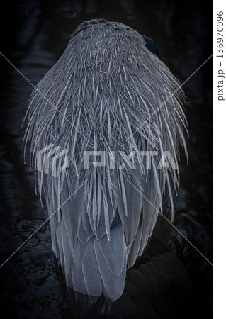 Grey heron feathers staying in cold water Grey heron feathers staying in cold water 136970096