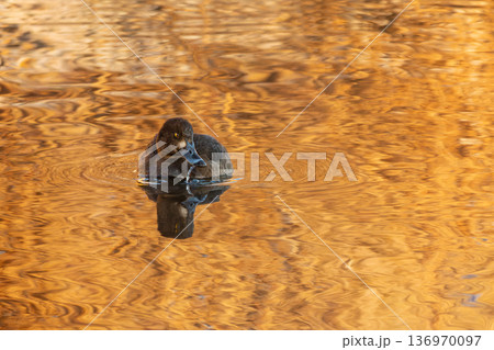 Tufted Duck - Aythya fuligula female on water 136970097
