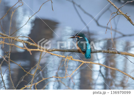 Common European Kingfisher (Alcedo atthis) perched on a stick above the river with fish. Common European Kingfisher (Alcedo atthis) perched on a stick above the river with fish. 136970099