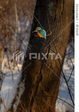 Common European Kingfisher (Alcedo atthis) perched on a stick above the river. 136970102