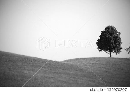Trees Viewed from Below with Sky Background 136970207