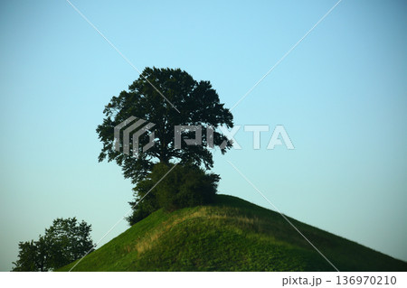 Trees Viewed from Below with Sky Background Trees Viewed from Below with Sky Background 136970210