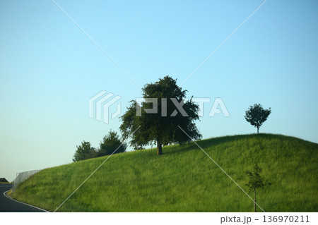 Trees Viewed from Below with Sky Background 136970211