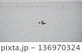 飛んでいるホオジロガモと背後のカモの群れ 136970324