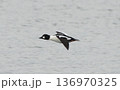 湖面を飛行するホオジロガモ 136970325