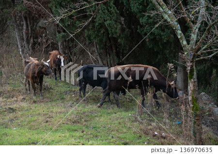 Group of cattle grazing on grassy forest edge in rural countryside under overcast daylight, showing mixed colors, natural behavior. Agriculture, livestock management, sustainable farming communication Group of cattle grazing on grassy forest edge in rural countryside under overcast daylight, showing mixed colors, natural behavior. Agriculture, livestock management, sustainable farming communication 136970635