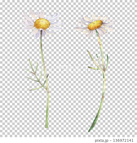 A summer set of watercolor daisies in natural colors on an isolated background. Botanical illustration of white wildflowers for summer design, postcards and invitations. A summer set of watercolor daisies in natural colors on an isolated background. Botanical illustration of white wildflowers for summer design, postcards and invitations. 136972141
