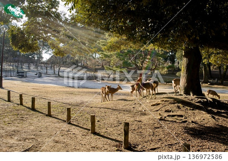 奈良公園と鹿 奈良公園と鹿 136972586