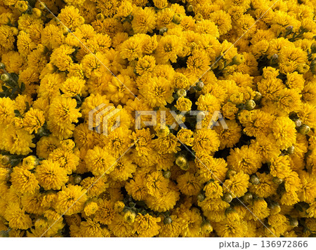Bright Yellow Chrysanthemum Flowers Background Close Up 136972866