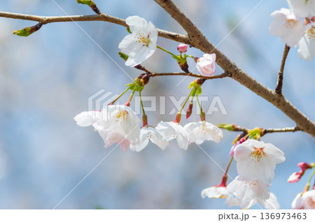 美しい桜のクローズアップ《三重県 四日市市 川島町 鹿化川千本桜》 美しい桜のクローズアップ《三重県 四日市市 川島町 鹿化川千本桜》 136973463