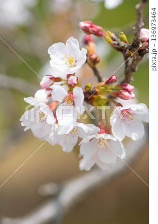 美しい桜のクローズアップ《三重県 四日市市 川島町 鹿化川千本桜》 136973464
