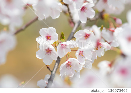 美しい桜のクローズアップ《三重県 四日市市 川島町 鹿化川千本桜》 136973465