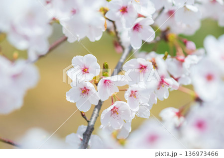 美しい桜のクローズアップ《三重県 四日市市 川島町 鹿化川千本桜》 美しい桜のクローズアップ《三重県 四日市市 川島町 鹿化川千本桜》 136973466