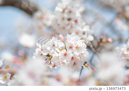 美しい桜のクローズアップ《三重県 四日市市 川島町 鹿化川千本桜》 136973473