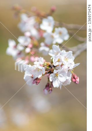 美しい桜のクローズアップ《三重県 四日市市 川島町 鹿化川千本桜》 美しい桜のクローズアップ《三重県 四日市市 川島町 鹿化川千本桜》 136973474