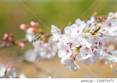 美しい桜のクローズアップ《三重県 四日市市 川島町 鹿化川千本桜》 136973475