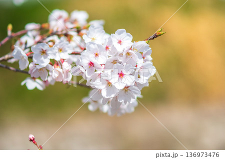 美しい桜のクローズアップ《三重県 四日市市 川島町 鹿化川千本桜》 136973476