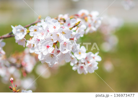 美しい桜のクローズアップ《三重県 四日市市 川島町 鹿化川千本桜》 136973477