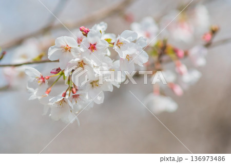 美しい桜のクローズアップ《三重県 四日市市 川島町 鹿化川千本桜》 136973486