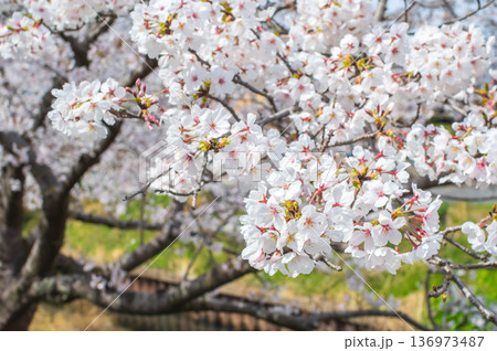 美しい桜のクローズアップ《三重県 四日市市 川島町 鹿化川千本桜》 美しい桜のクローズアップ《三重県 四日市市 川島町 鹿化川千本桜》 136973487