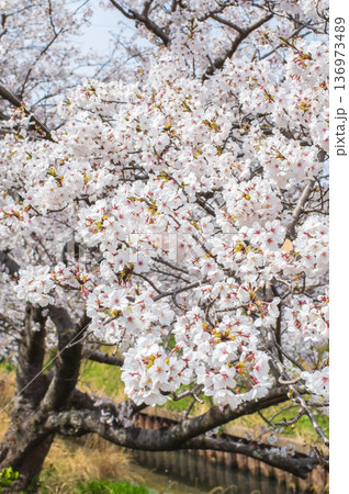 美しい桜のクローズアップ《三重県 四日市市 川島町 鹿化川千本桜》 136973489