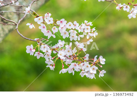 美しい桜のクローズアップ《三重県 四日市市 川島町 鹿化川千本桜》 136973492